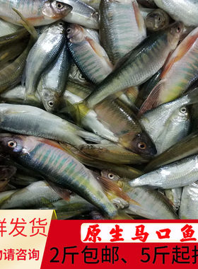 新鲜马口鱼贵州深山老林野钓小河鱼鲜活现杀桃花鱼天然溪石斑光唇