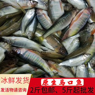 新鲜马口鱼贵州深山老林野钓小河鱼鲜活现杀桃花鱼天然溪石斑光唇