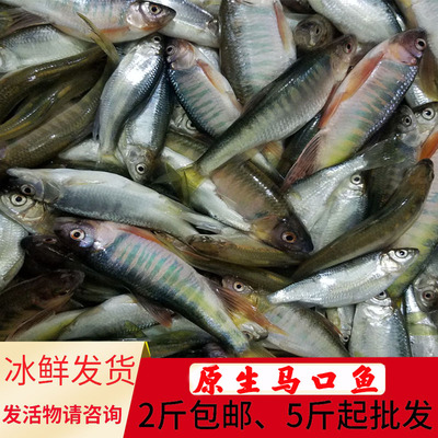 新鲜马口鱼贵州深山老林野钓小河鱼鲜活现杀桃花鱼天然溪石斑光唇