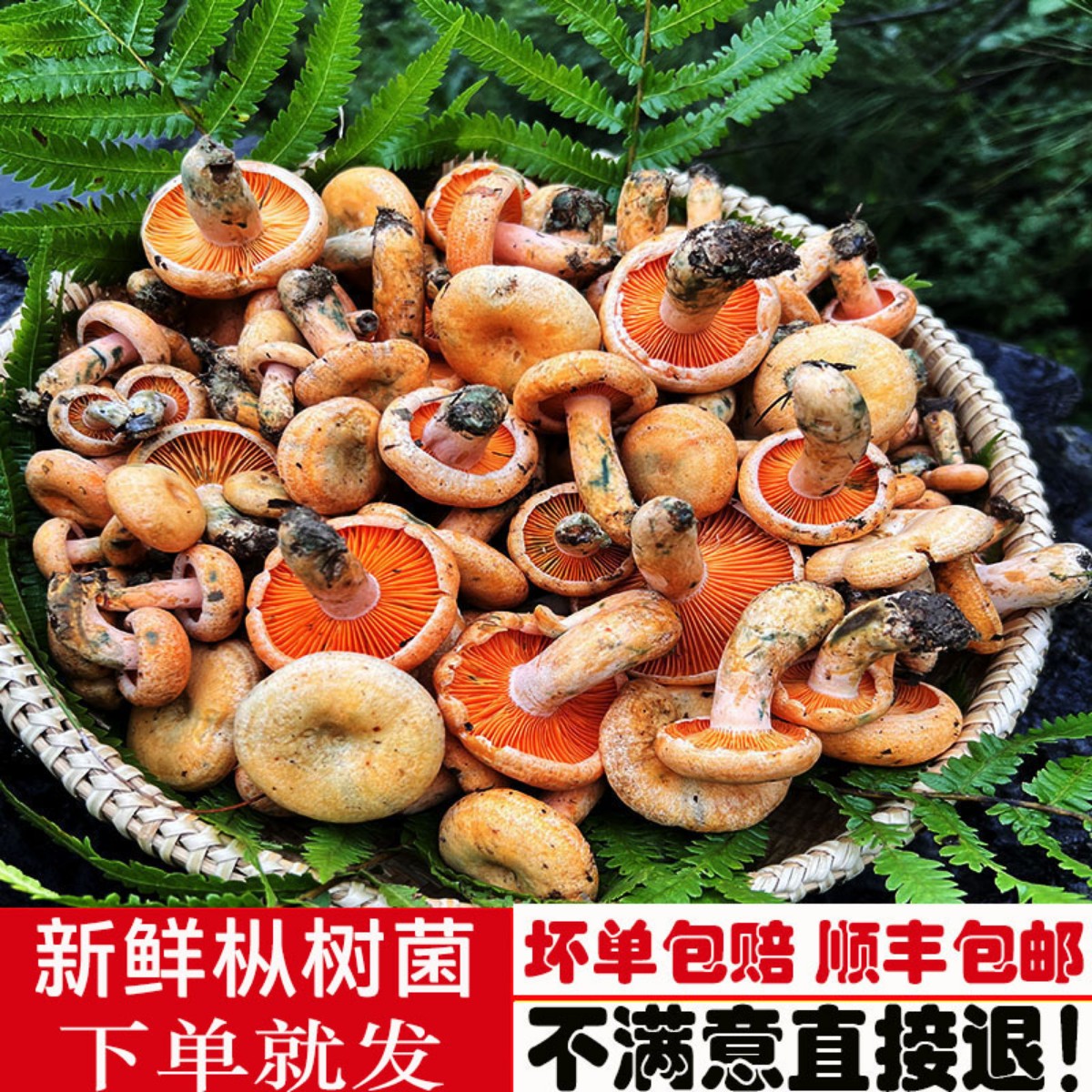 现货野生三九菇新鲜蘑菇顺丰包邮