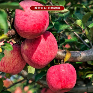 陕西铜川红富士苹果水果当季冰糖心丑苹果脆甜不打蜡新鲜水果