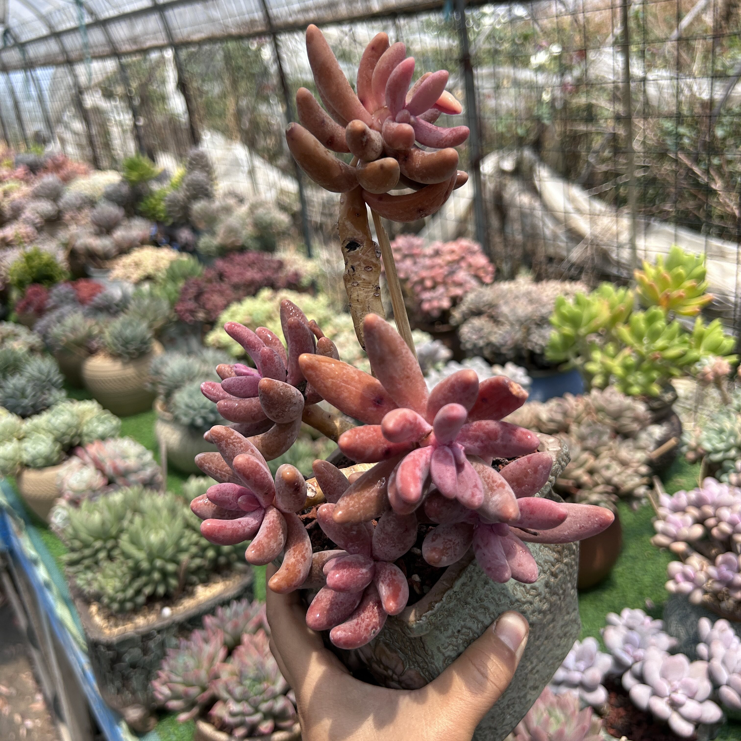 多肉植物红手指精控老桩紫红色胖叶片多肉植物整群木质桩漂亮多肉