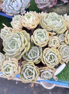 多肉植物新品种26厘米起叶展蓝色苍鹭紫色系多肉品种老桩群生多肉