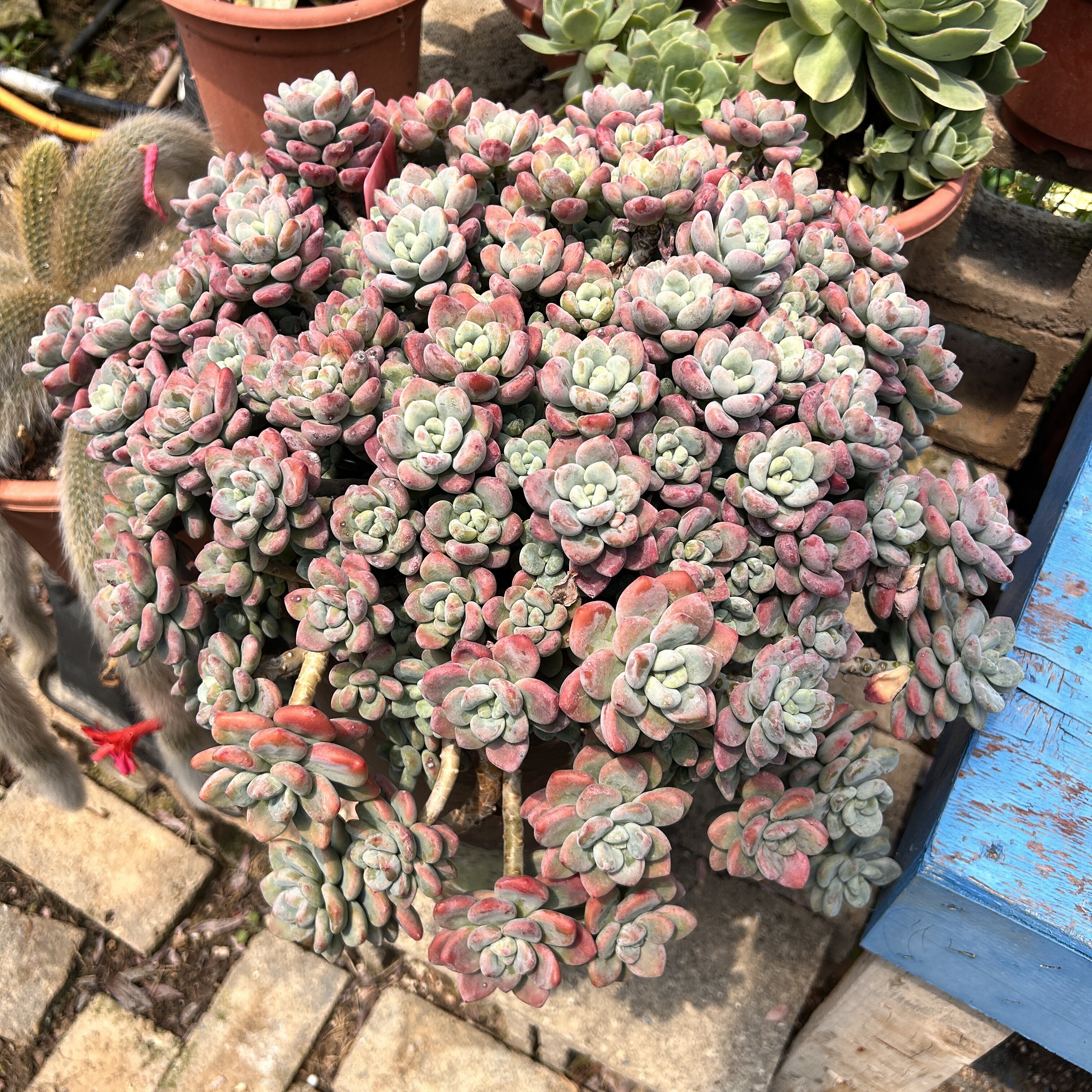 多肉品种红洛神老桩整群无砍木质粗腿皮实好养胖叶片多肉植物