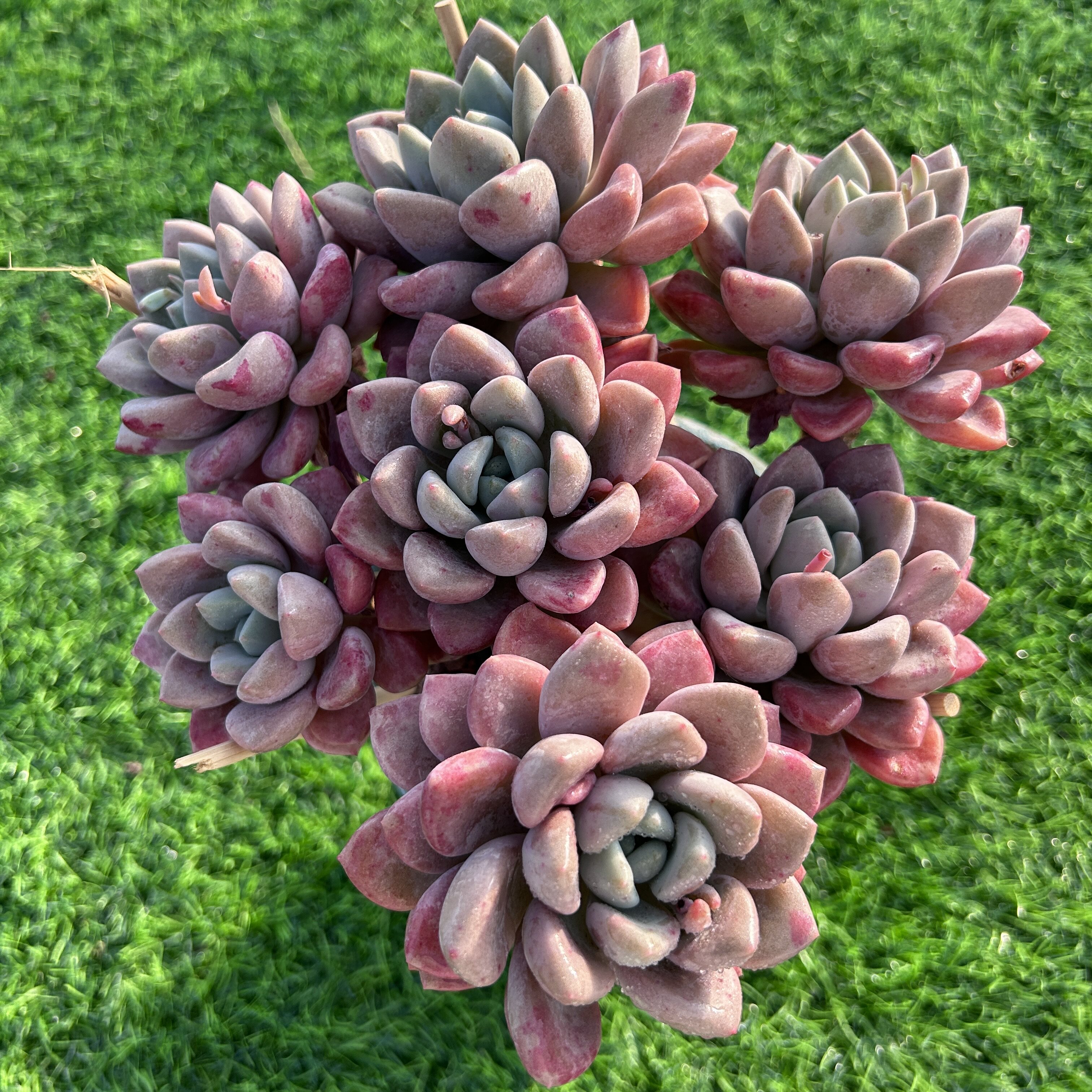 多肉花斑鹿粉色血斑多肉植物整群无砍自然群精控木质老桩多肉植物