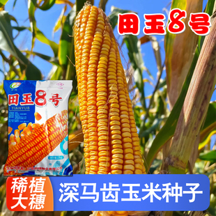 原装正品西南中高海拔田玉8号玉米种子大棒深马齿云南贵州包谷种