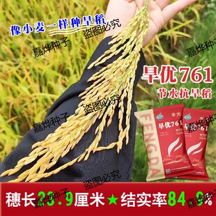 正品原装旱稻种子水稻种子旱优761杂交稻种水旱两用稻节水抗旱稻