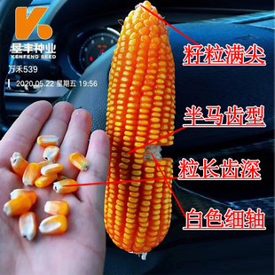 正品 优质杂交玉米种子万禾539适宜低热河谷区域种植耐旱深齿大棒