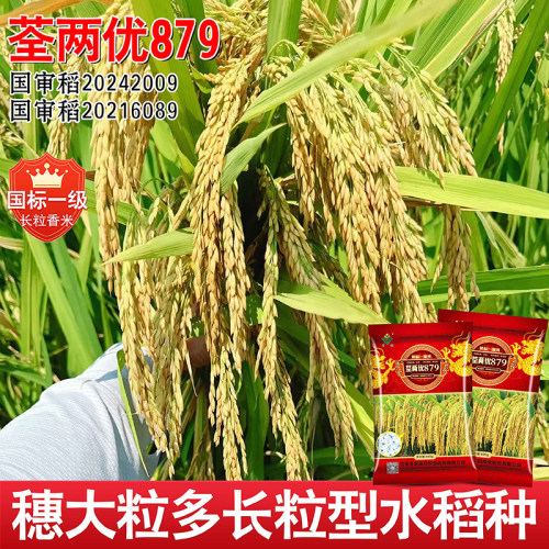 水稻种荃两优879香米口感软糯