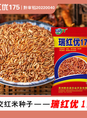 矮杆杂交红米水稻种子瑞红优175
