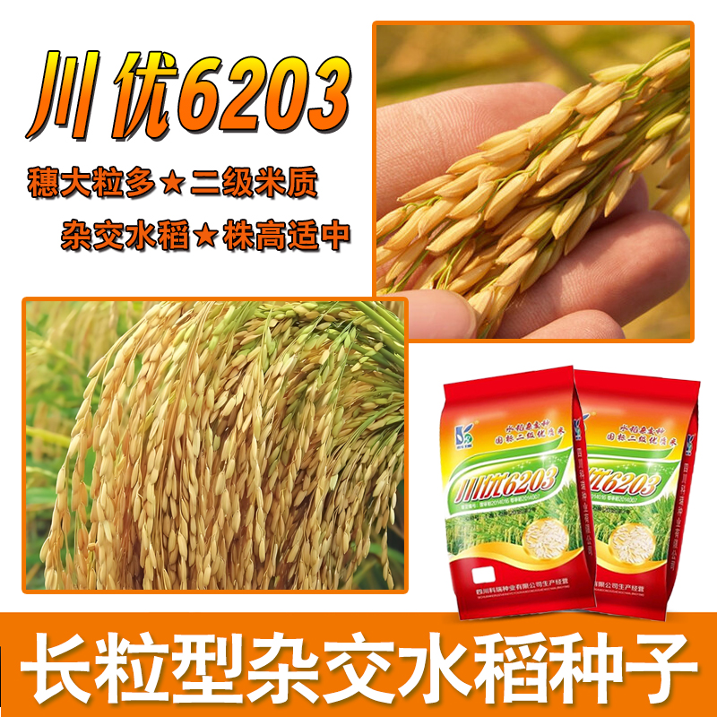 川优6203水稻种稻谷种  国标二级米高产抗病抗倒香米香稻好吃1斤