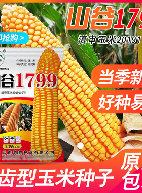 云南玉米种子山谷1799适应1000-2000米中高海拔大棒齿深抗性强