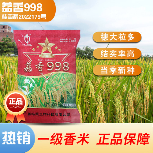 荔香998可留种优质常规水稻种子