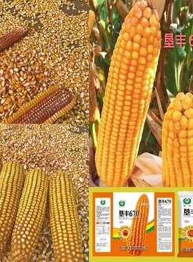 云贵川种植矮杆深马齿玉米种子垦丰670穗轴红色西南中高海拔种植