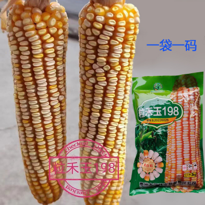 黄白粒玉米种子粒禾玉198抗干旱
