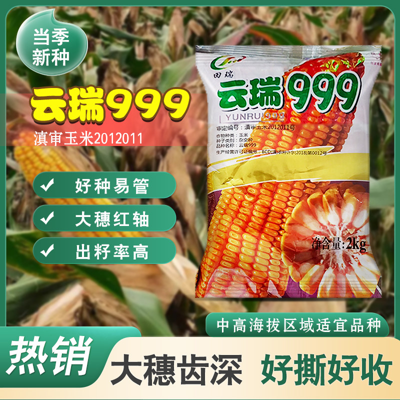 云贵川正宗原装大棒玉米种子云瑞999玉米种子产量高抗性好籽粒大