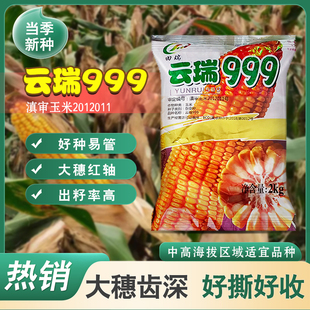云贵川正宗原装大棒玉米种子云瑞999玉米种子产量高抗性好籽粒大