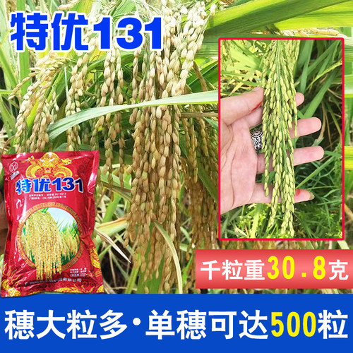 桂潮米杂交水稻特优131颗粒饱满