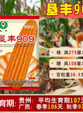 硬粒玉米种垦丰909适应中低海拔