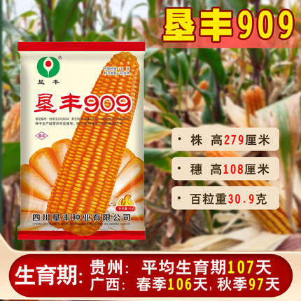原装硬粒玉米种子垦丰909抗性好适应中低海拔1500米以下种植
