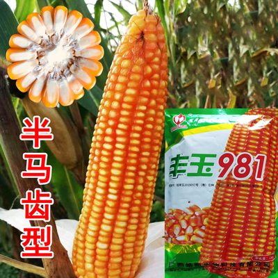 广西玉米种子981齿深中低海拔