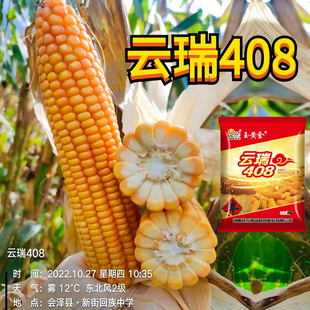 优质杂交玉米种子云瑞408耐旱耐瘠薄抗病又抗倒西南绿色品种