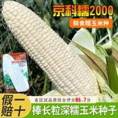 京科糯2000鲜食白糯玉米种子高产软糯香甜棒长粒深抗性强适应性广