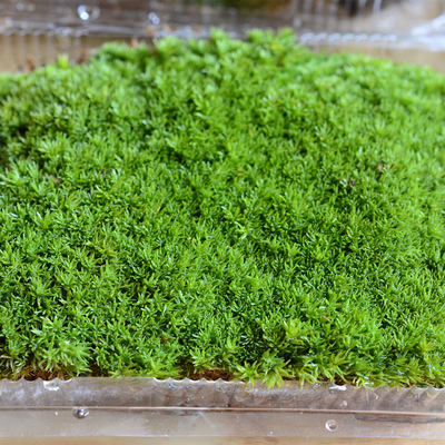 白发苔藓 创意微景观生态瓶DIY小白发藓植物材料