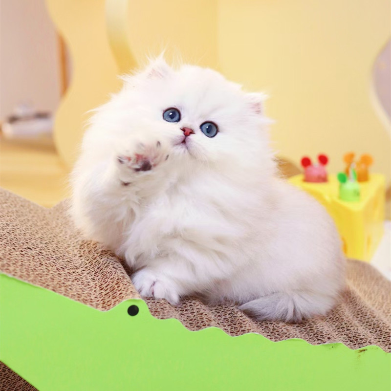 纯种金吉拉幼猫高地爆毛宠物猫咪矮脚拿破仑活体猫咪长毛渐层银点