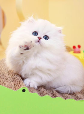 纯种金吉拉幼猫高地爆毛宠物猫咪矮脚拿破仑活体猫咪长毛渐层银点