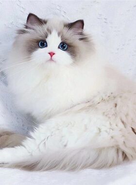 布偶猫幼猫活体海蓝山双赛级纯种血统重点色长毛仙女猫咪活物幼崽