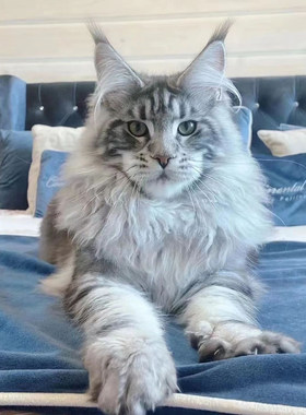 缅因猫幼猫纯种活物宠物猫咪巨型赛级俄罗斯猫烟灰长毛猫活体幼崽