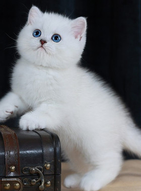 纯种银渐层猫幼猫活体英短金渐层猫矮脚猫银点猫活物宠物猫咪幼崽