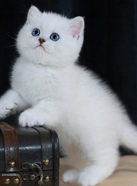 纯种银渐层猫幼猫活体英短金渐层猫矮脚猫银点猫活物宠物猫咪幼崽