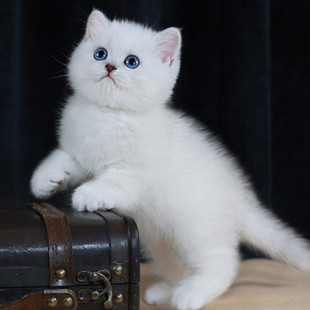 纯种银渐层猫幼猫活体英短金渐层猫矮脚猫银点猫活物宠物猫咪幼崽