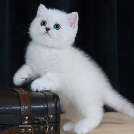 纯种银渐层猫幼猫活体英短金渐层猫矮脚猫银点猫活物宠物猫咪幼崽