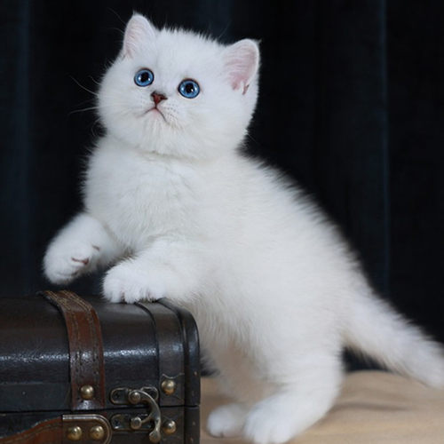 纯种银渐层猫幼猫活体英短金渐层猫矮脚猫银点猫活物宠物猫咪幼崽