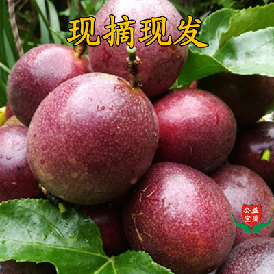 5斤包邮新鲜现摘百香果自产自销