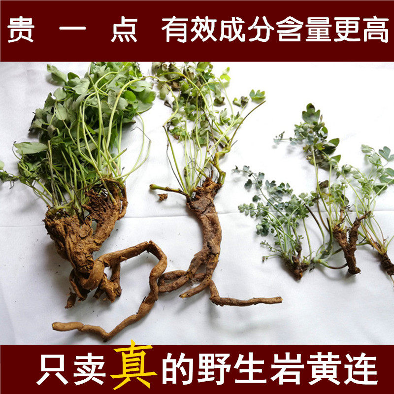 正宗特级野生岩黄连 贵州黄花黄连 根粗老  50g包邮