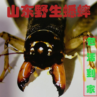 山东野生蟋蟀斗蛐蛐秋虫翅子长衣宁阳兖州活体10元包邮