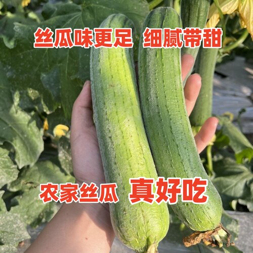 农家新鲜瓜现摘现发有丝瓜清甜味