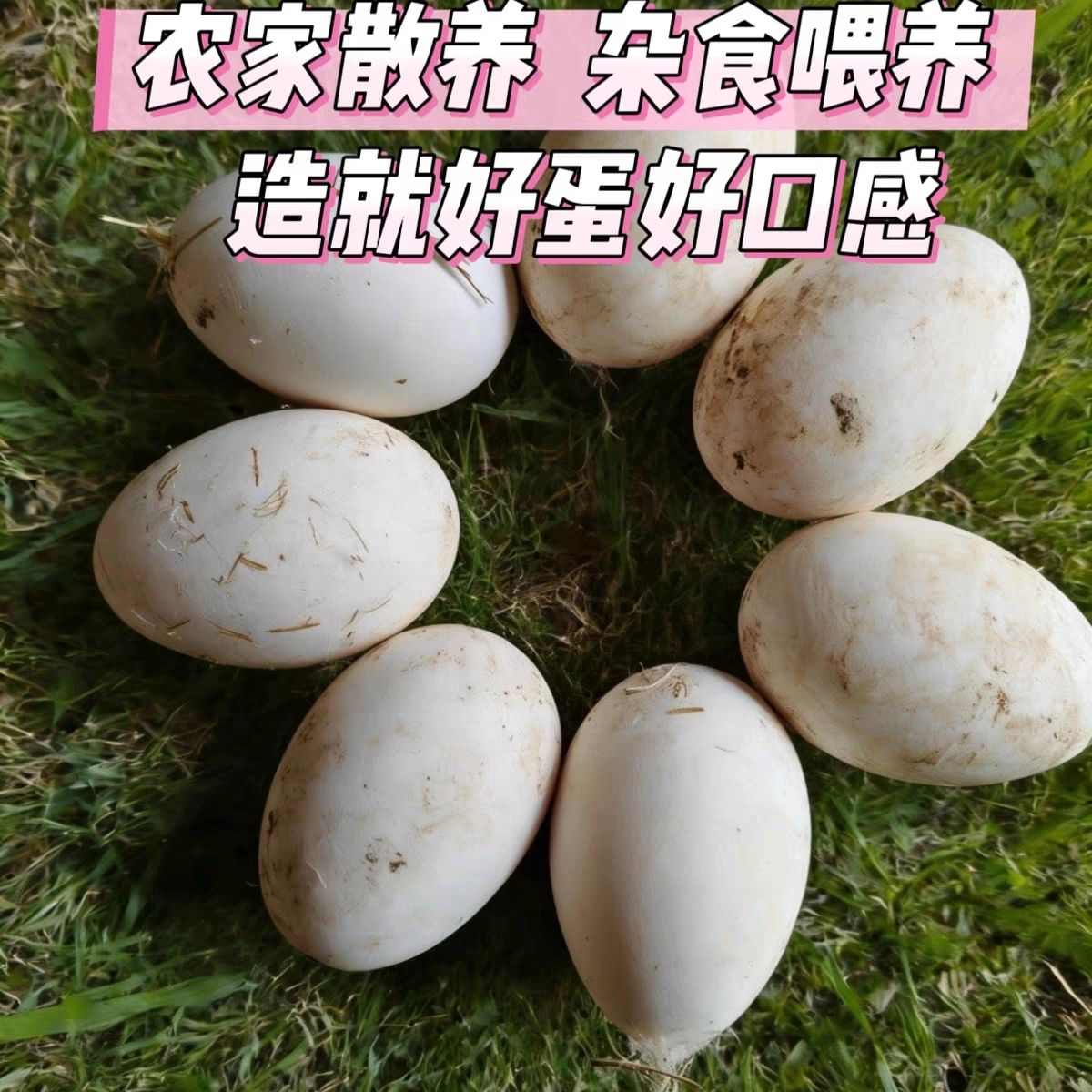 农家散养大笨鹅蛋土鹅蛋新鲜孕妇去胎毒生鲜鹅蛋
