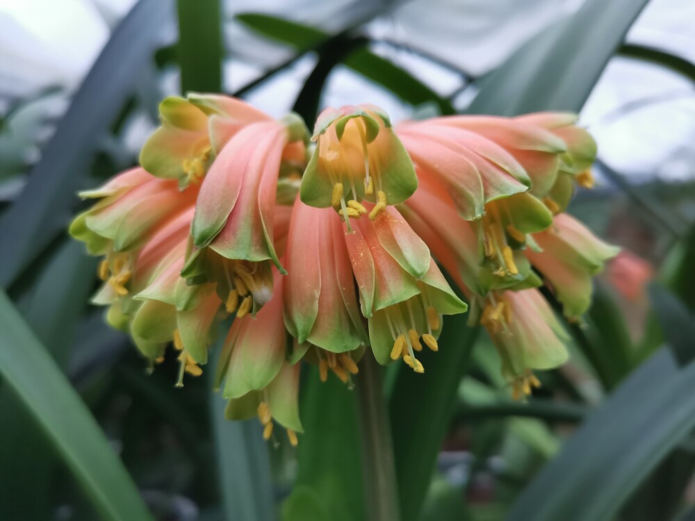 南非君子兰沼泽花园有茎 粉色绿嘴系列绿植净化空气 垂笑君子兰