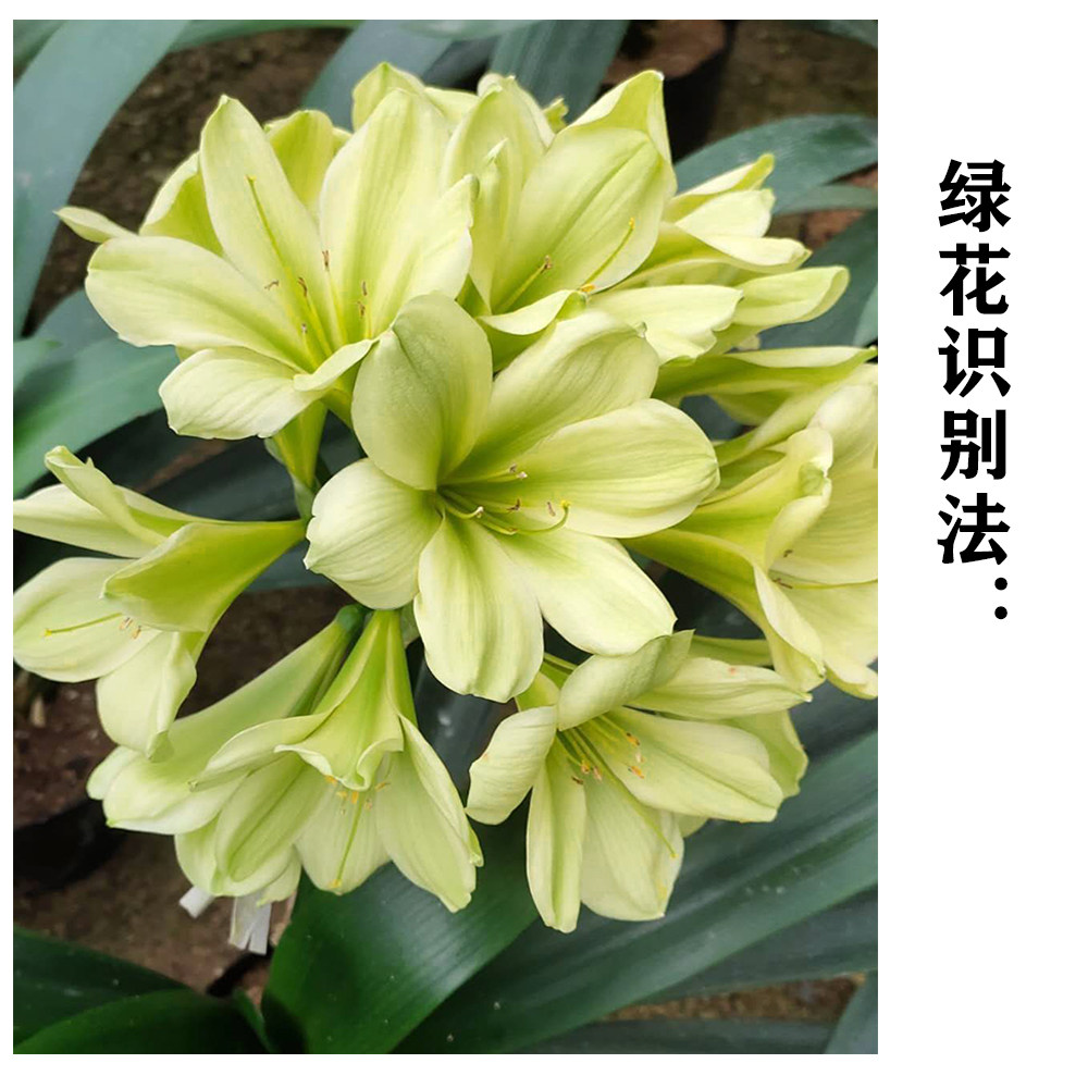 japan 绿花君子兰 平尾绿日本进口 查尔斯 名贵花卉 细长叶纯绿裤
