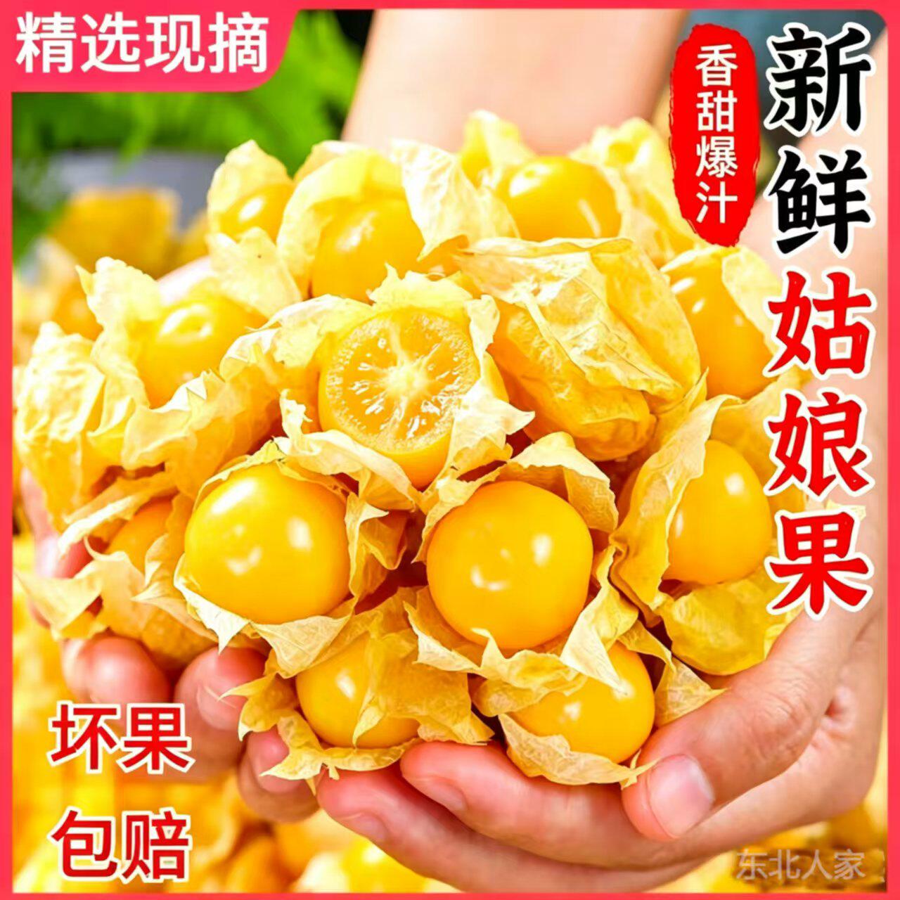 东北特产东北姑娘果现货【精选好果】过年水果香甜新鲜水果菇娘果 - 实物图