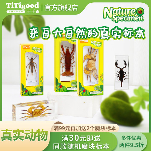千千谷真实动物标本小玩具