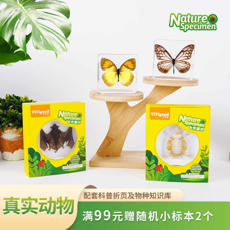 千千谷真实蝴蝶海洋标本