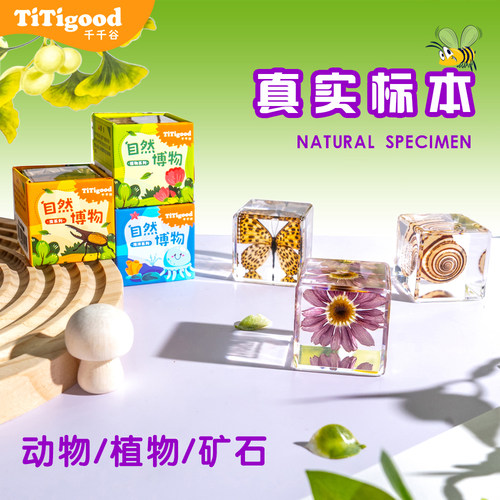 千千谷立方体真实昆虫标本海洋植物玩具家用摆件儿童创意生日礼物
