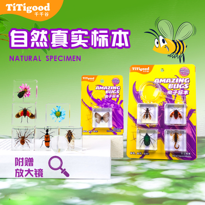 儿童科学实验昆虫标本