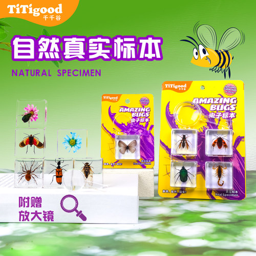 儿童科学实验昆虫标本